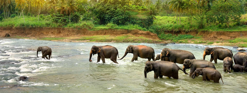  Sri Lanka słonie