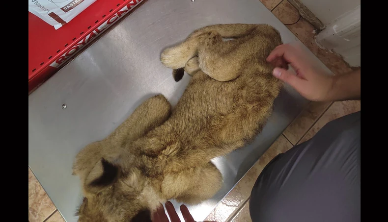 Nedužna životinja preživala pakao