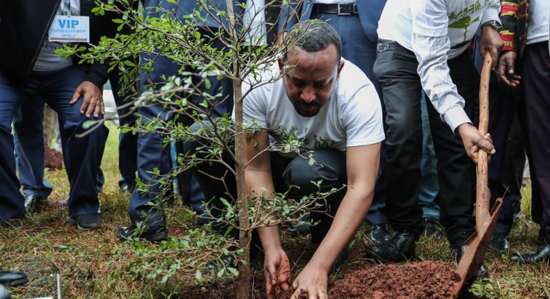 Prime Minister Abiy Ahmed planting a tree seedling.