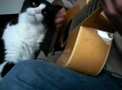 Kot, któremu muzyka nie przeszkadza