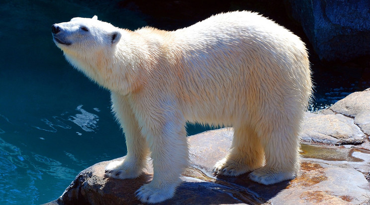 A több mint 220 kilós kitömött jegesmedvét azóta sem látták /illusztráció: Pixabay
