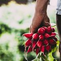 Ważne dla rolników przepisy coraz bliżej. Będą mogli sprzedawać produkty m.in. restauracjom