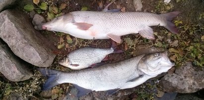 Środek insektobójczy zabił ryby w Warcie