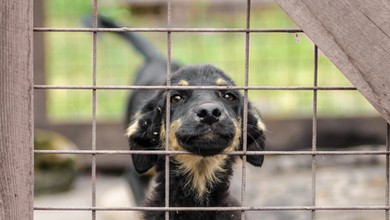 Nawet 2000 zł za adopcję psa ze schroniska. Samorządy wprowadzają finansowe zachęty