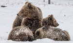 Niedźwiadek sturlał się ze stoku w Tatrach. Niezwykłe wideo