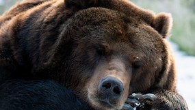 Które zwierzęta przesypiają zimę? 7/10 to poziom mistrza