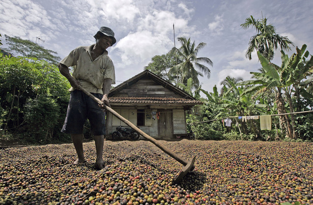 Plantacja kawy w Indonezji