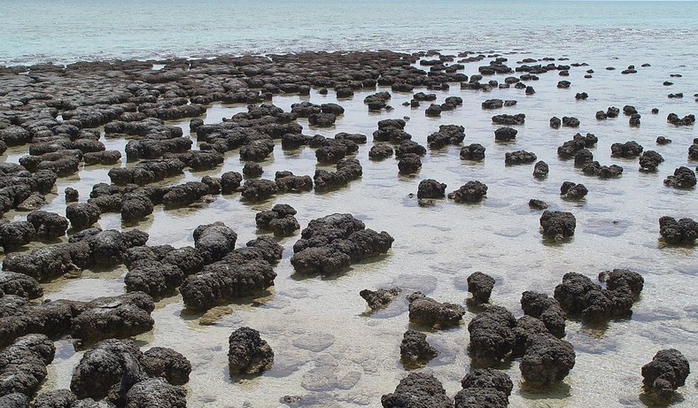 Contemporary stromatolites in Australia 