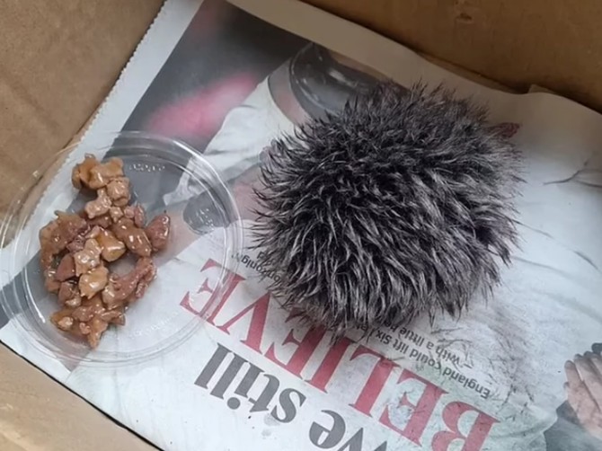 Žena pronašla povređenog ježa, veterinari se prenerazili: "Gospođo, ovo nije jež, ovo je..."