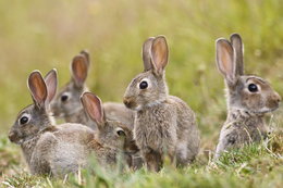 Żarłoczne króliki niszczą uprawy. Straty na 800 mln euro