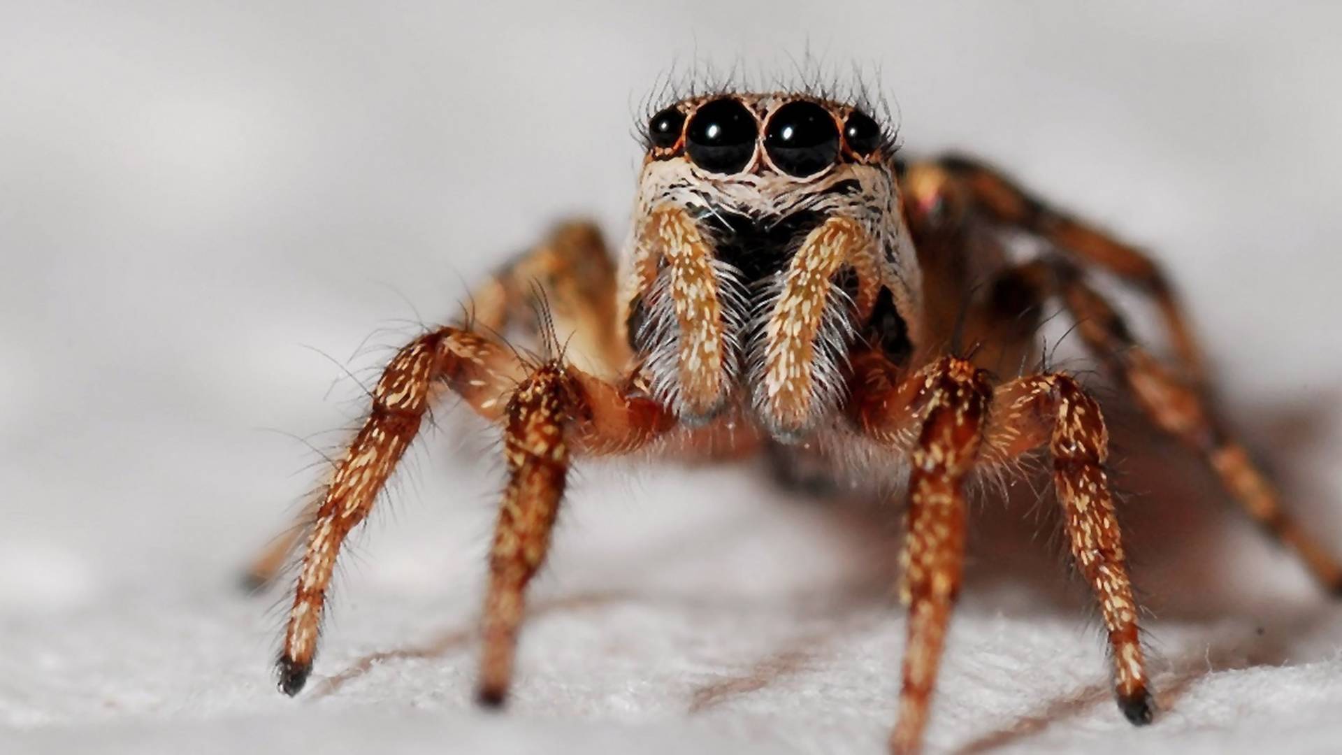 Ak sa bojíš pavúkov, máme zlú správu. Vedci ich naučili skákať