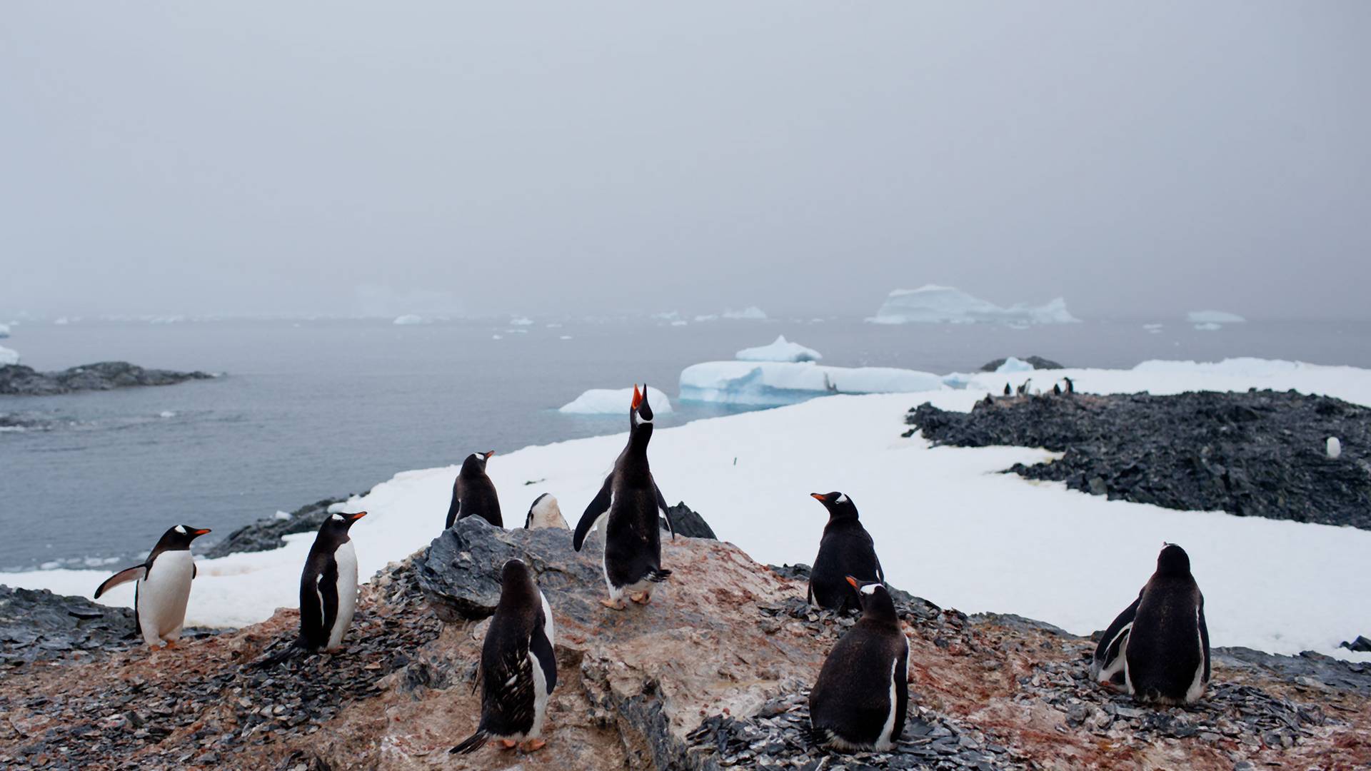 Globális felmelegedés:18,3 fokot mértek az Antarktiszon, megdőlt a melegrekord