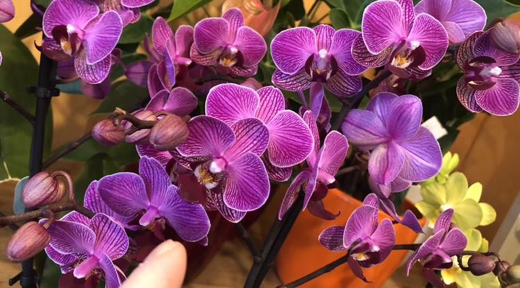 Ennyire szépek lesznek az orchideák! Fotó: Ringier/ Z. Kerék Ágnes