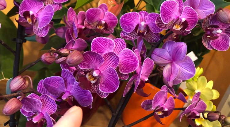 Ennyire szépek lesznek az orchideák! Fotó: Ringier/ Z. Kerék Ágnes