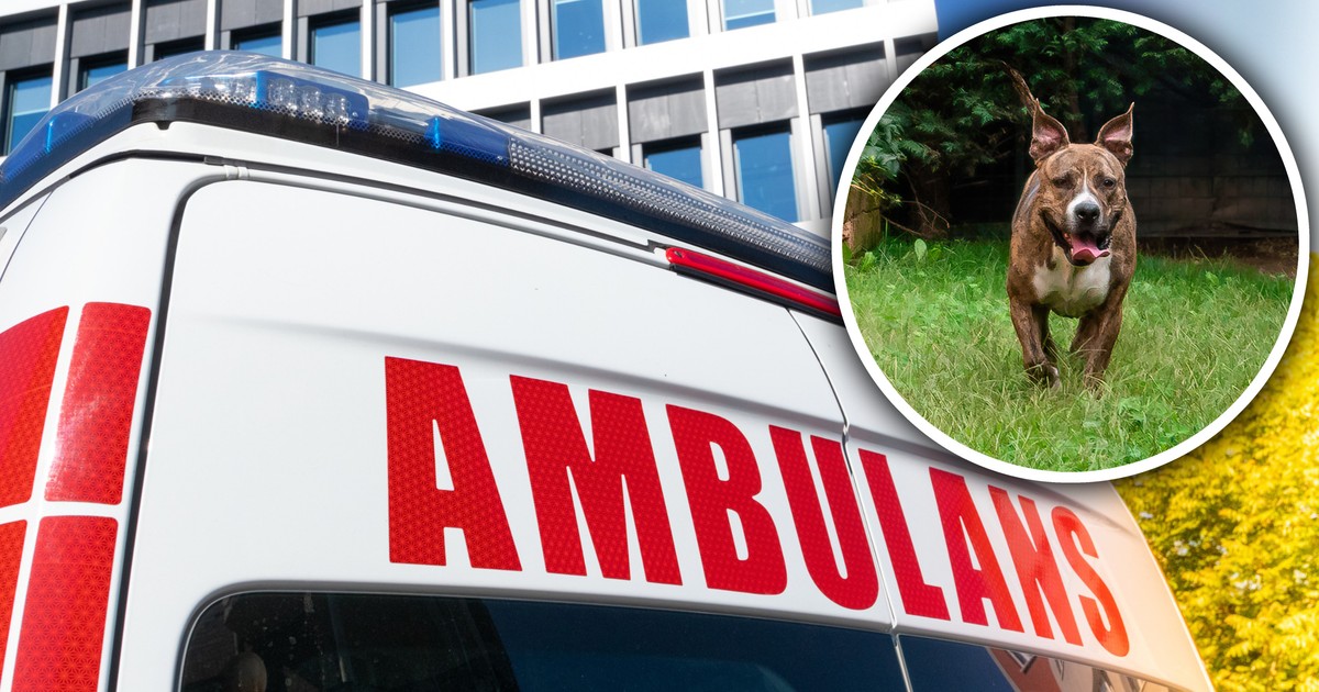 Zuzia bawiła się z koleżankami. Nagle słychać było krzyk. "Mamo, tato, ratunku!"