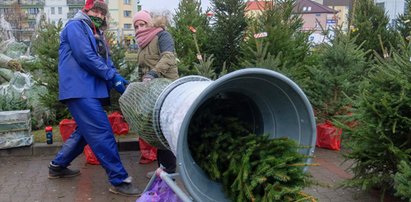 Praktyczny poradnik Faktu jak kupić choinkę i nie przepłacić. „Najtaniej na plantacji”