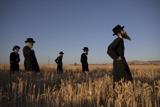 Ultra Orthodox Jews harvest wheat