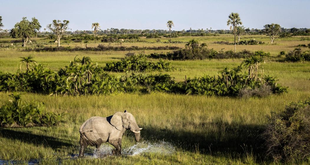Botswana, Elefant, Reisen