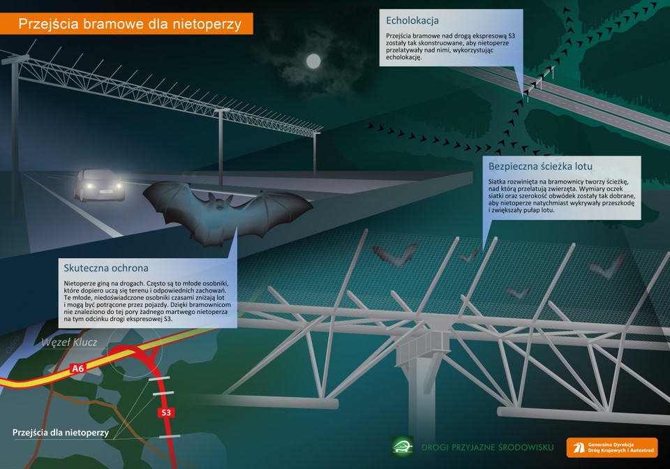 Zasada działania przejść dla nietoperzy. Infografika powstała przy okazji budowy przejść nad trasą S3