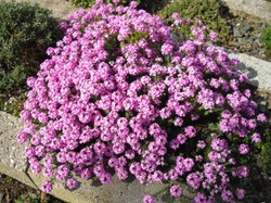 Ten kwiat urośnie nawet na suchej, nieurodzajnej glebie i żwirze. Posadź go w ogrodzie, a zakwitnie mnóstwo różowych obłoków