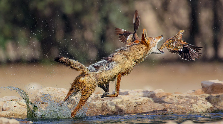 A ragadozó be-
lecsobbant a kis 
tóba és a levegő-
ben kapta el ki-
szemelt áldozatát / Foto:Profimedia