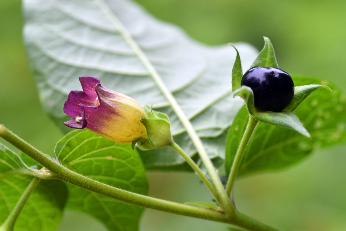 Rośliny trujące w Polsce. Owoce pokrzyku wilczej jagody (Atropa Belladonna) zawierają śmiertelnie niebezpieczne toksyny