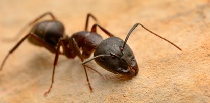 Jak mrówki radzą sobie zimą? Leśnicy z Białowieży wyjaśniają