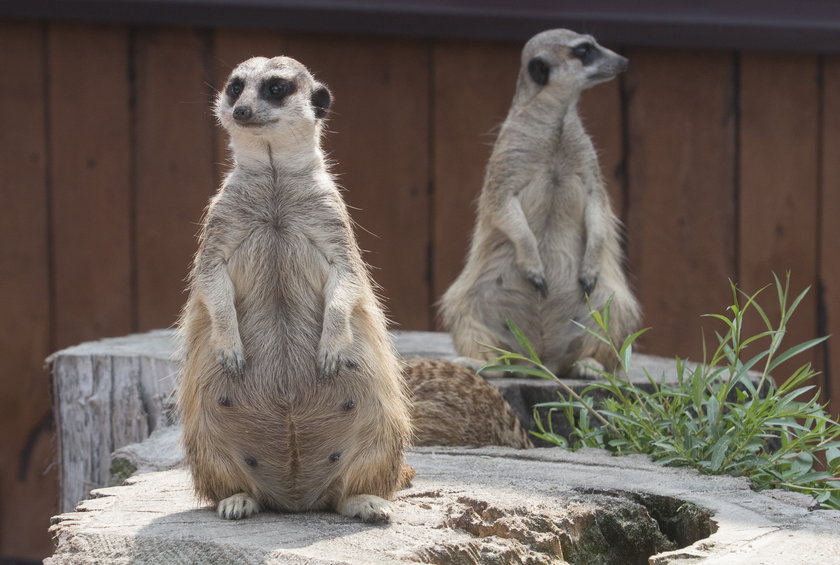 Sjesta w śląskim zoo