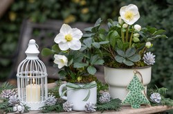 Rośliny kwitnące, które dodadzą wnętrzom magii i ciepła w Boże Narodzenie [FOTO]