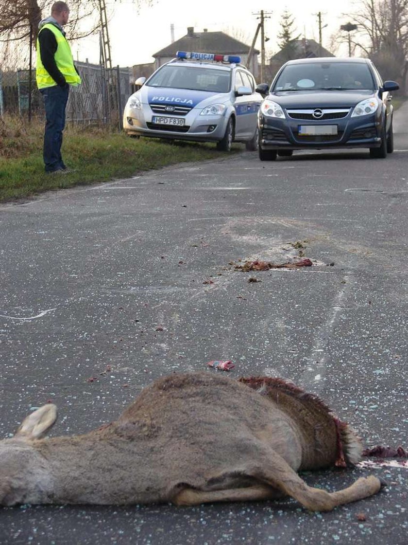 MLODY JELEN WBIEGL NA JEZDNIE UDERZYL W PRZEJEZDZAJACY SAMOCHOD