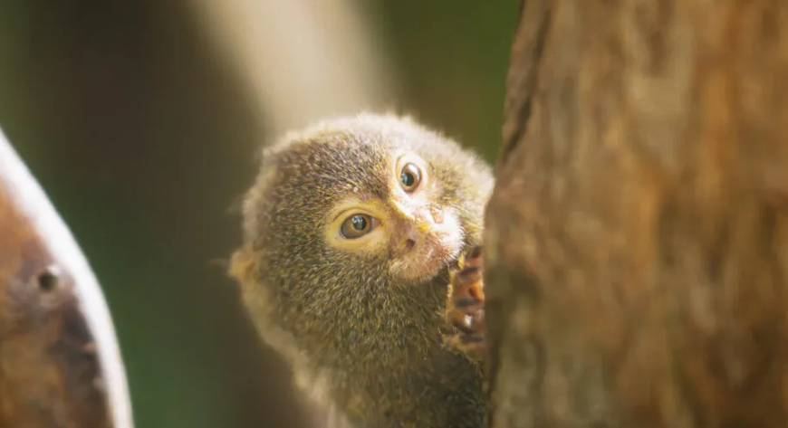 Jeden z nowych mieszkańców zoo 
