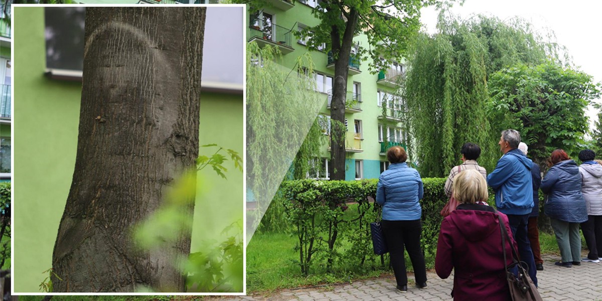 Mieszkańcy Parczewa zebrali się przy "cudownym" drzewie.