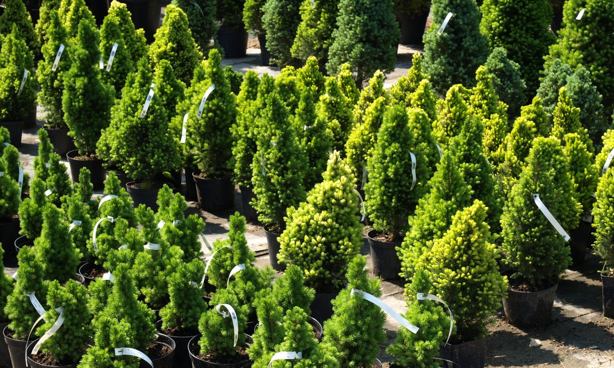 Nie kupisz już roślin w plastikowej doniczce. Wchodzi rewolucyjna zmiana