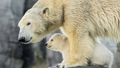 Eddig rejtőzködött, most felfedte magát a schönbrunni állatkert jegesmedvebocsa
