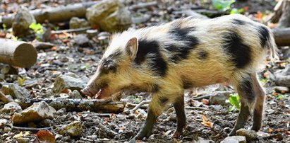 Rodzina dzików robi furorę w sieci. "Dalmatyńczyki się porodziły w Krakowie"