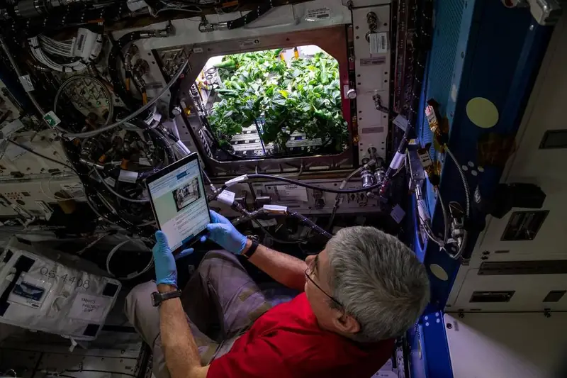 Astronauci wyhodowali paprykę na kosmicznej stacji badawczej