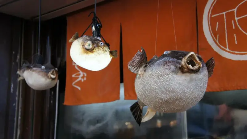 Fugu nad wejściem jednej z tokijskich restauracji