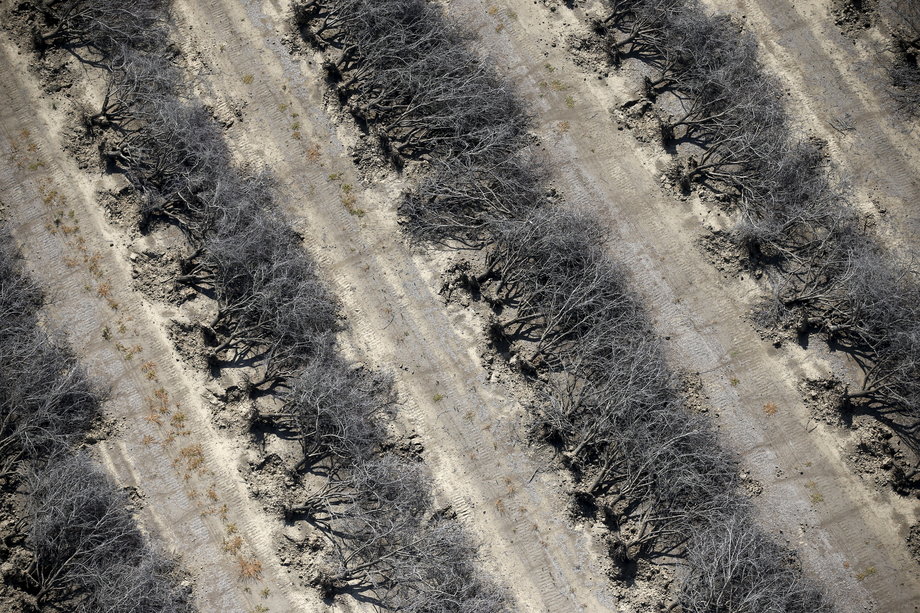 A field of dead almond trees in Coalinga in the Central Valley. Almonds use an estimated 10% of the state's water budget.