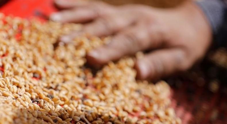 A farmer sieves wheat grains while harvesting wheat crop in Qaha, El-Kalubia governorate, northeast of Cairo, Egypt May 5, 2016. Picture taken May 5, 2016. 