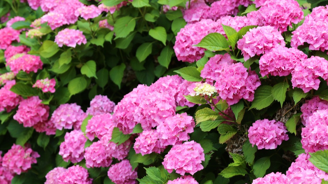 Takto vyzerá hortenzia, keď má ideálne podmienky – plná, hustá a obsypaná kvetmi. Presne takýto efekt môžete dosiahnuť aj doma.