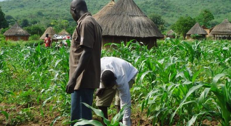 Nigerian maize farmers working on the farm [thisdaylive]