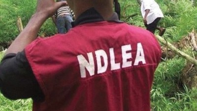 NDLEA officer (image used for illustration) [Vanguard]