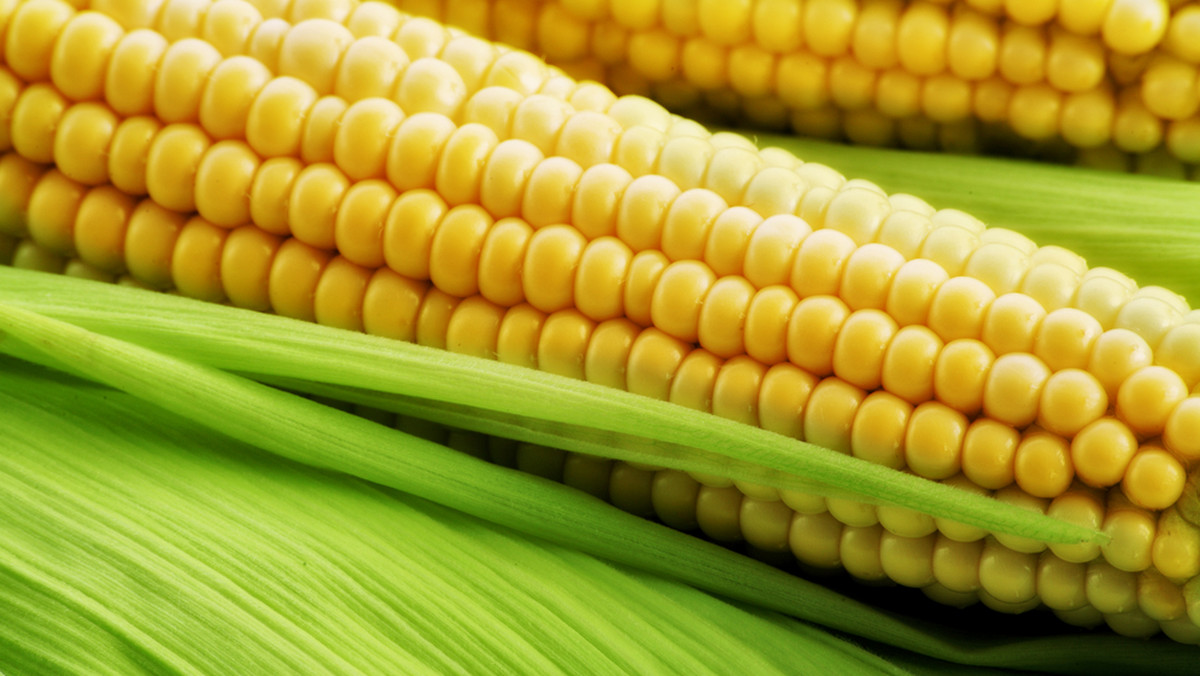 Jest mało prawdopodobne, by kukurydza GMO 1507, która najpewniej będzie dopuszczona do uprawy w UE, była zasiana w Unii jeszcze w tym roku - ocenił rzecznik KE ds. rolnictwa Roger Waite.