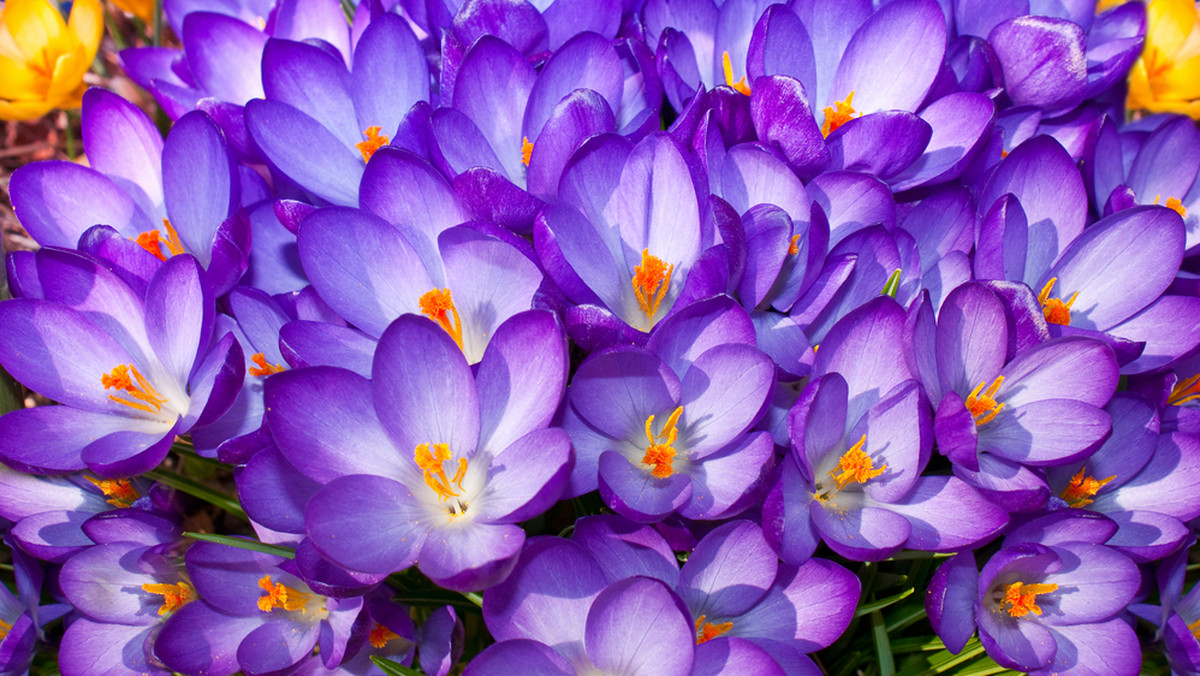 Wrzesień to czas sadzenia roślin kwitnących w marcu i kwietniu. Posadź cebulki gatunków odpornych na mrozy. Po zimie wyrośnie kolorowy dywan tulipanów, szafirków, krokusów...