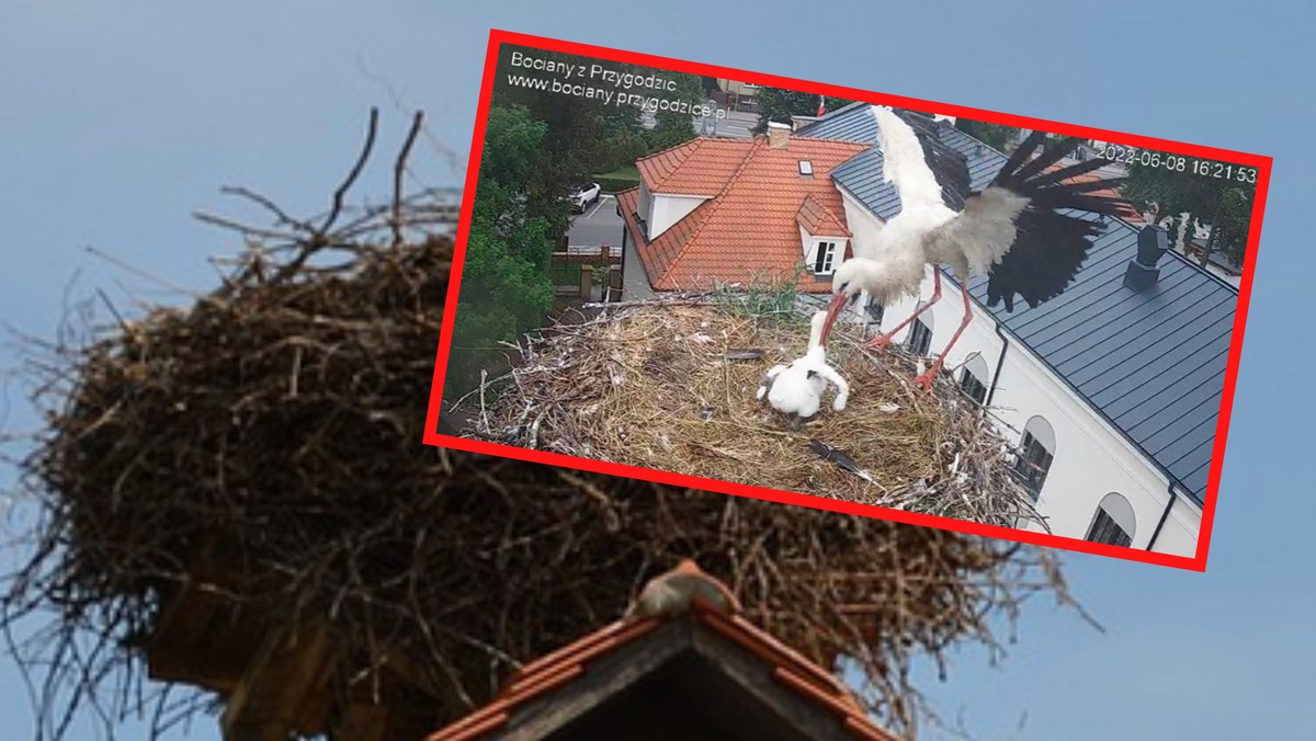 Szczęściarz nie żyje. Dziedzic wrócił do gniazda i zastał je puste