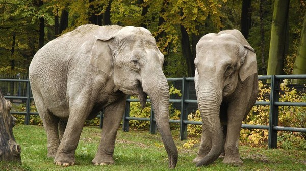 Dodatkowe kursy linii nr 734 do ZOO są uruchamiane w zależności od prognozy pogody. W każdy czwartek na stronie internetowej ztp.krakow.pl publikowany jest komunikat o funkcjonowaniu linii w ciągu najbliższego weekendu. W przypadku braku uruchomienia dodatkowych kursów linia funkcjonuje co 30 minut.