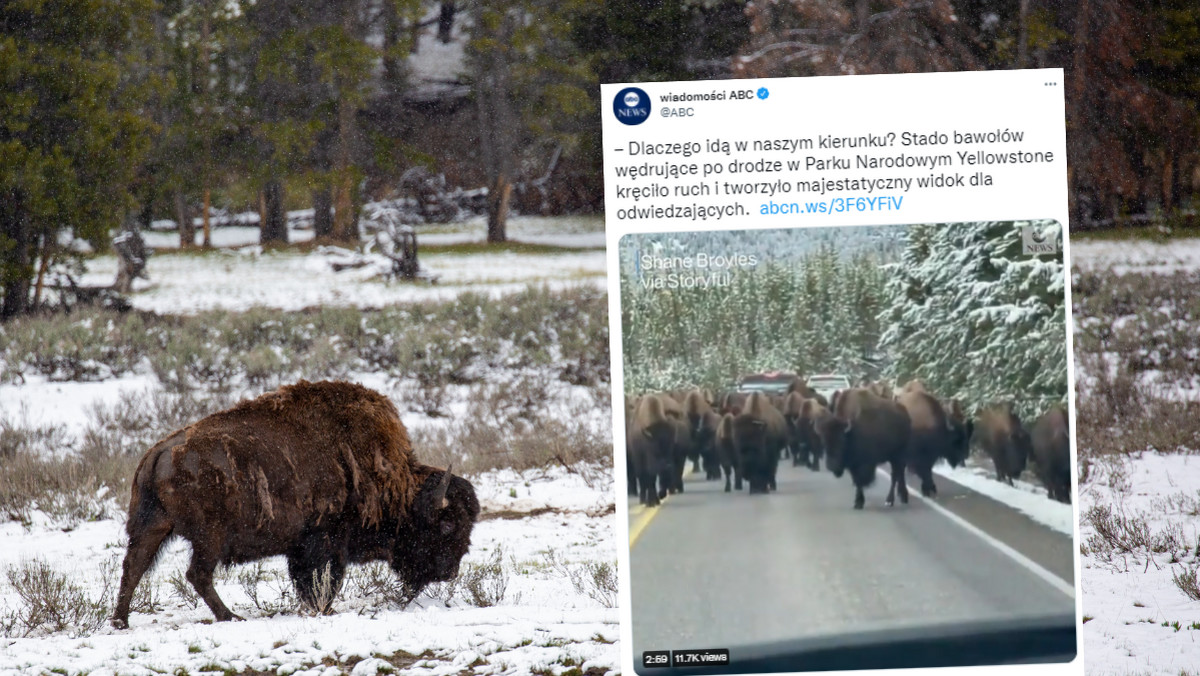 USA. Stado bizonów otoczyło turystów na drodze do Parku Narodowego Yellowstone