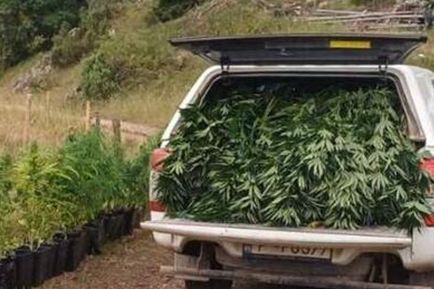 Policija pretresom kuće pronašla 111 saksija marihuane