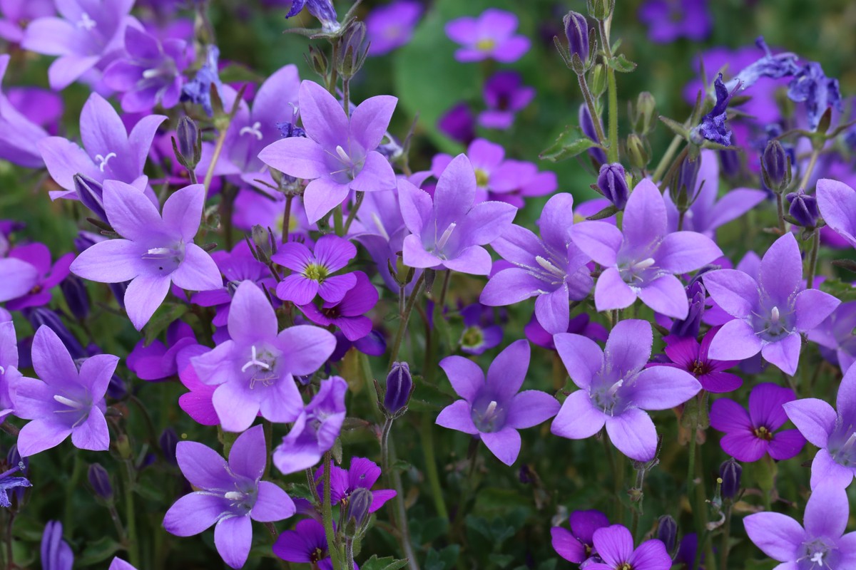 Dzwonek dalmatyński (Campanula portenschlagiana) to piękna i wszechstronna roślina, która idealnie nadaje się do tworzenia barwnych dywanów w ogrodzie