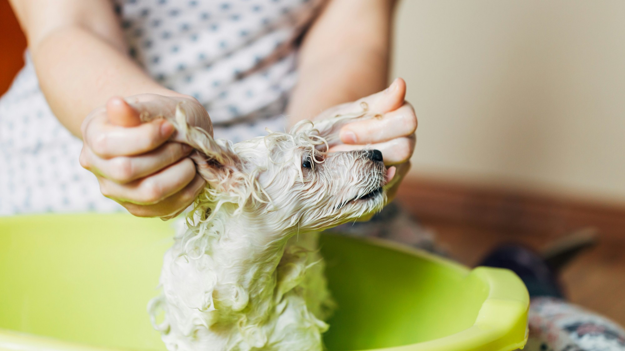 Ako správne čistiť uši psovi?